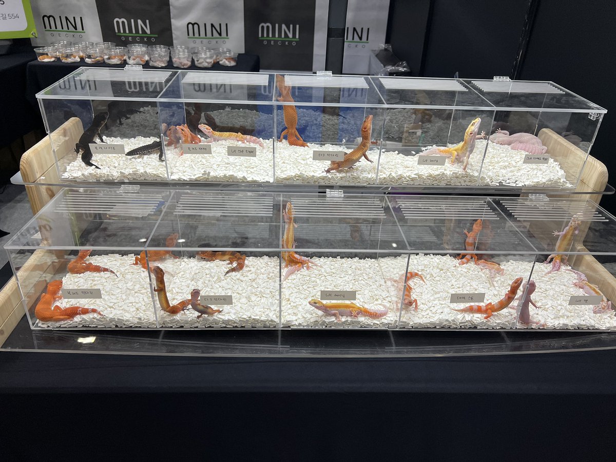 StarGecko_kr's tweet photo. Some of our results of 2022

#leopardgecko #highendmorph #minigecko #レオパードゲッコ #フルキャロット https://t.co/KKpN79gxm8