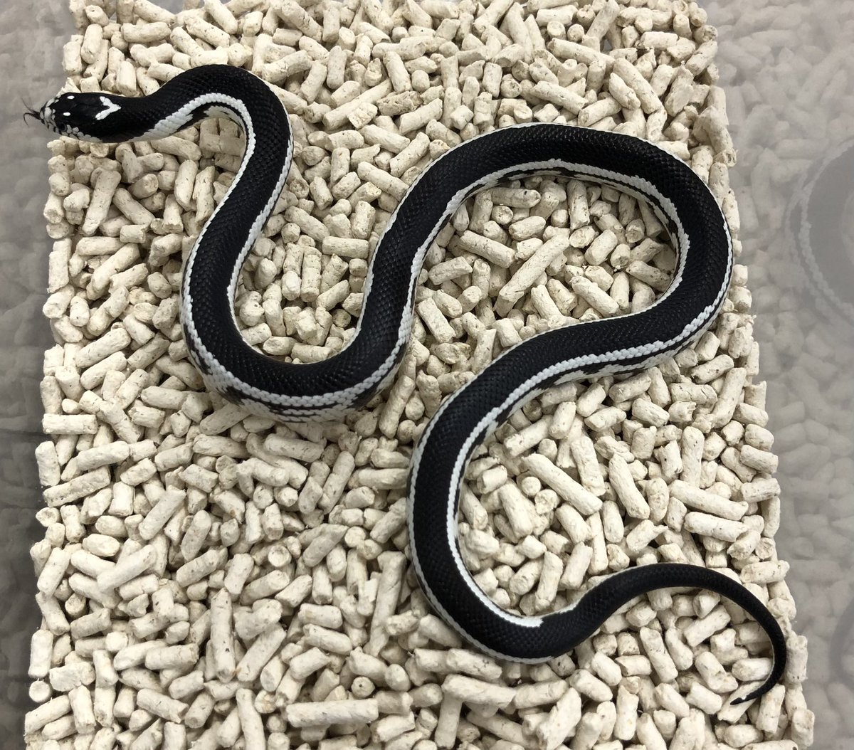 最高級チンチラ●《デンマーク産》 最高級チンチラ○《デンマーク産》