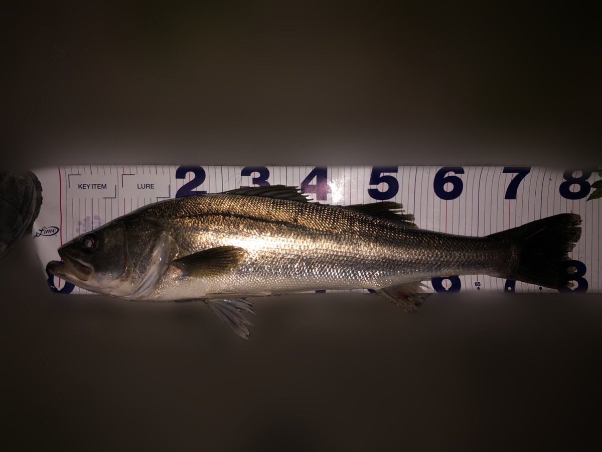 fishing0126's tweet photo. やっと今年初ランカー！！
超ゴリ巻きファイト！
やってやったぜ😎
＃リバーシーバス
＃アイマ
#ロケットベイト https://t.co/IinxVDJH8e