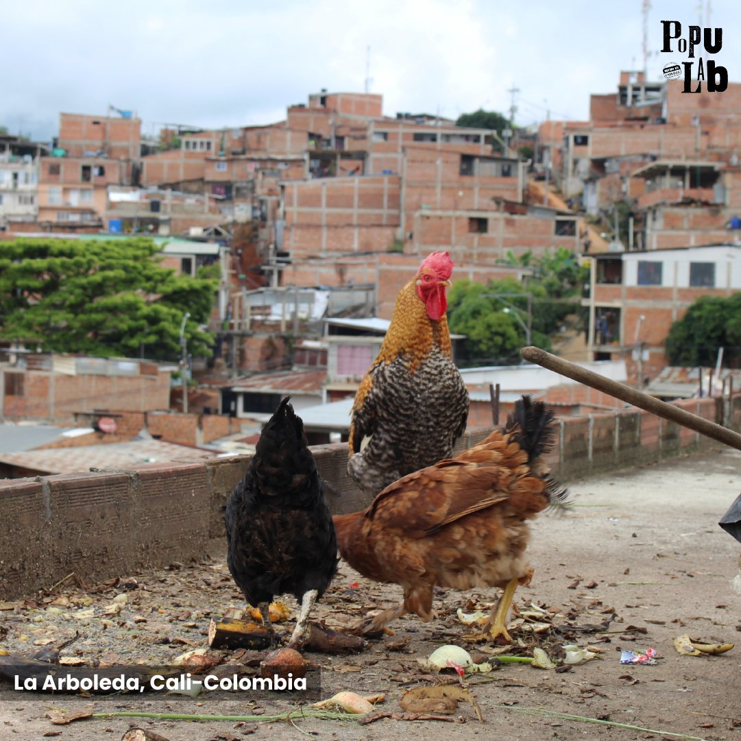 PopuLabCali's tweet photo. We have a lot to learn from them and we can all contribute to proper solid waste management. Share with your friends so that they also know what we are doing up on the hill.  #EconomiaCircular #reciclaje #CaliEsCaliPeroTambiénEsLoma #PopuLab #HechoEnUnivalle #OrgulloUV #CaliCo https://t.co/V9B1umdRYw