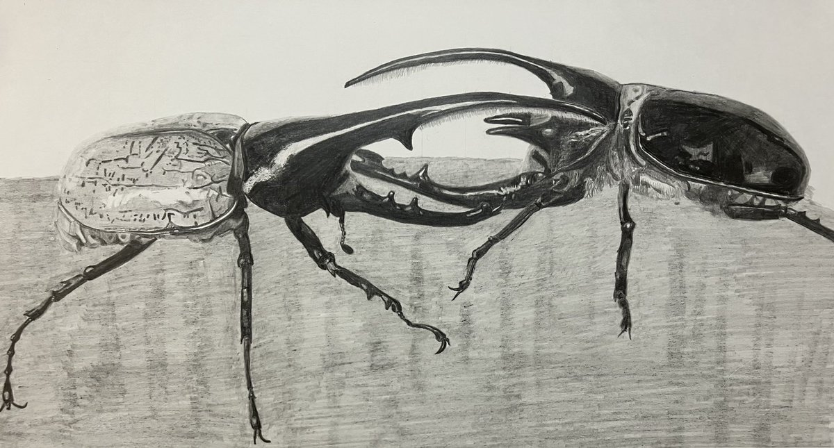 crypto_cci's tweet photo. 鉛筆画6作品目はヘラクレスオオカブトvsネプチューンオオカブト。

息子からの次のリクエストは、サソリ、とのこと。

#鉛筆画 ＃カブトムシ #ヘラクレスオオカブト #ネプチューンオオカブト https://t.co/O7iwvKyM20
