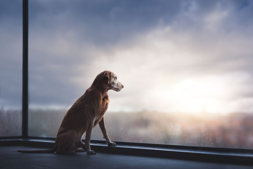 WalterLoyd5's tweet photo. We’ll meet again in heaven. Until then, I miss you more than words can say  @WalterLoyd5 

#dogs #dogsoftwitter #dogslife #dogsarefamily #dogsarethebest #dogslover #canineweekly #heaven https://t.co/oVTqL84NKL
