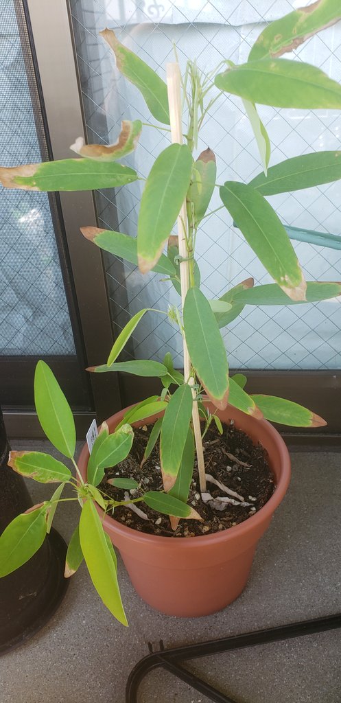 葉焼け Twitter Search Twitter