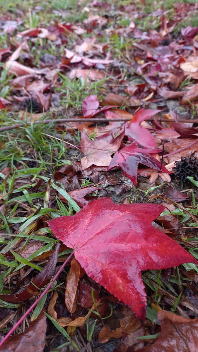 Good morning #NFTFam 😻☕🍁

The leaves are all falling, and they’re falling like they’re falling in love with the ground...🧡

🍂Happy Autumn 🍂