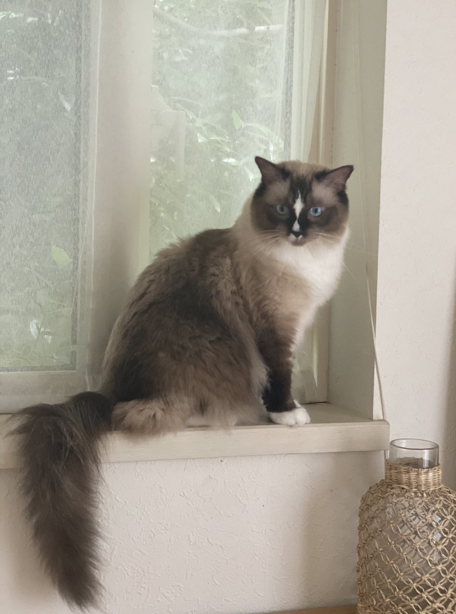 Hello!!

#おすましマフ　#ラグドール　#ねこ
#猫好きさんと繋がりたい  #catlover 
#猫のいる暮らし  #猫写真   #cat