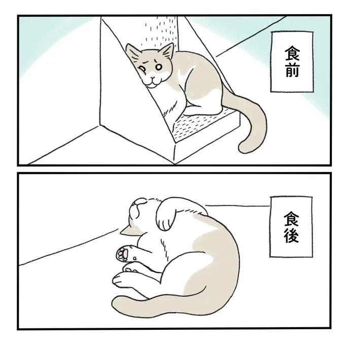 これがこう 

#ねこのいる暮らし #みちこの日記 