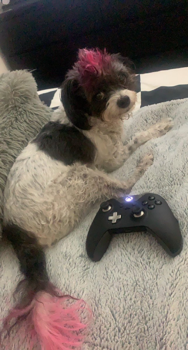 WatchShooterBae's tweet photo. https://t.co/rl1GgsTzvc
Come watch me be a weirdo! ❤️🎮 #ShooterBae #ShooterBaeStreams #quiche #GirlGamer #GamerBabe #nerdy #idigvideogames #fortnite #twitchbabe #GameOver #BAEwatch #professionalWeirdo #themeparkexpert #irideyoshi #SGC #fyp #foryoupage #SavageGamersClothing https://t.co/1GlrEhDYyG