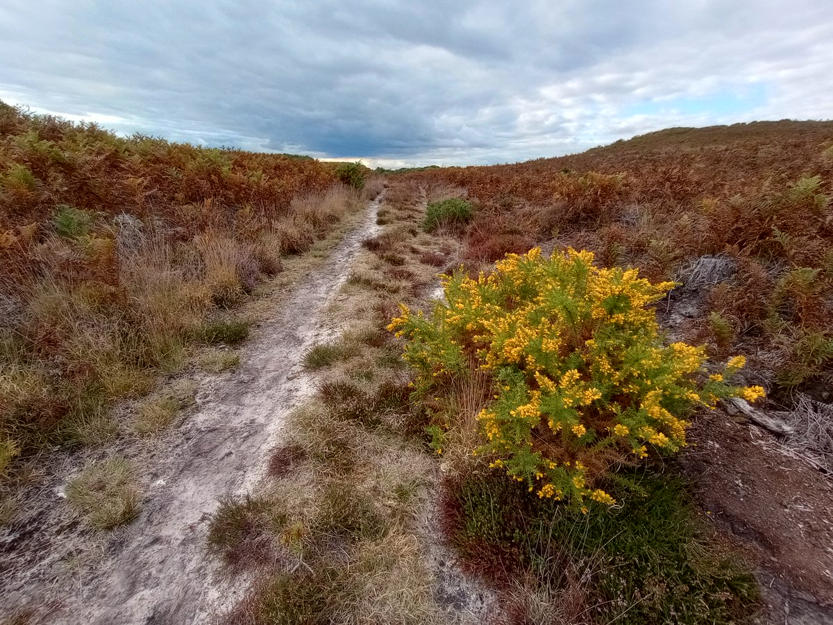 PurbeckWild's tweet photo. Gorse in the heathscape.
#365dayswild #wildflowerhour #gorse #furze #heaths #Purbeck https://t.co/d5nTklV4CM