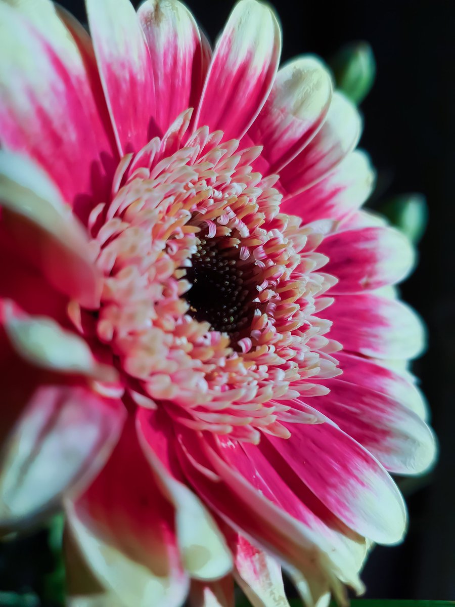 Bonjour à tous et beau samedi...
💗💗💗
Joli mois d'octobre... mois du rose, de la solidarité... alors ce mois-ci portez un ruban rose,  participez aux diverses actions autour de vous, faites un don si vous le pouvez... 
Souriez à la vie! 
💗💗💗
#octobrerose #pinkoctober