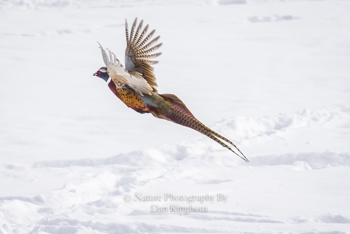 Dan_Kinghorn77's tweet photo. The #RoosterPheasant is a fast flying #Bird that seems to prefer staying on the ground over flying. #NaturePhotography #WildlifePhotography #Nature #Wildlife https://t.co/SJQ1nEMgvf