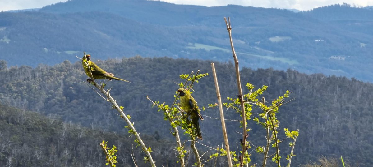 DownSouthFarm's tweet photo. Parrots in a barberry #wildoz #wildtas https://t.co/MSLJPQel9I