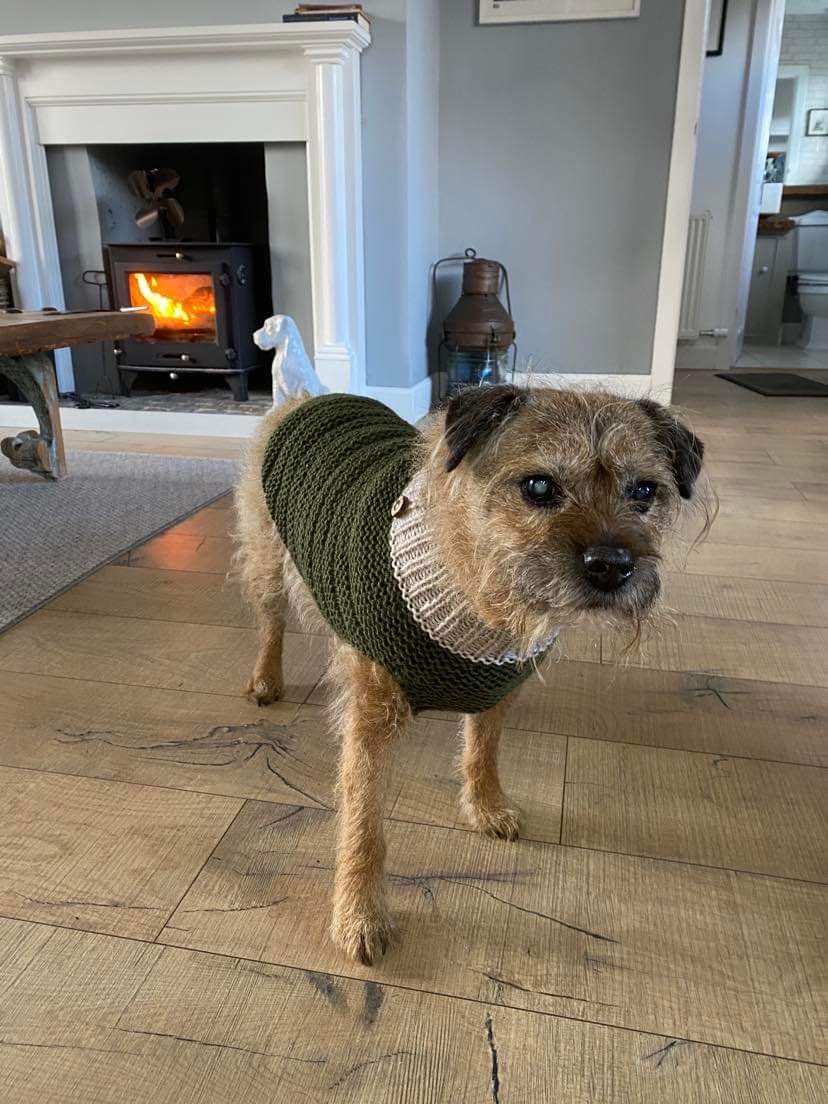 AlisonDaly3's tweet photo. @StephenGBNews my grand-dog Mitchell the Border Terrier who’s 13 with his new jumper - he’s such a good boy https://t.co/p8dVT9eVrF