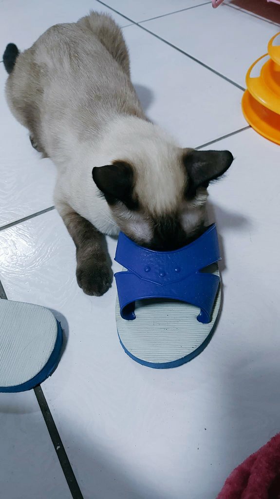 happy_chiamao's tweet photo. 不~~別聞臭臭
妳這個小好奇寶寶
#貓
#團團日記
#暹羅mix
#cat
#catlover
#catlife
#CatsOfTwitter
#catpat https://t.co/jnMqLNpcKW