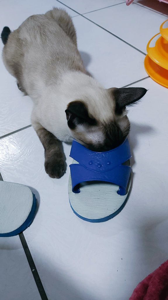 happy_chiamao's tweet photo. 不~~別聞臭臭
妳這個小好奇寶寶
#貓
#團團日記
#暹羅mix
#cat
#catlover
#catlife
#CatsOfTwitter
#catpat https://t.co/jnMqLNpcKW