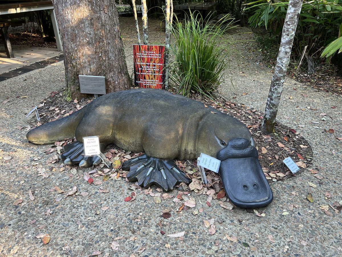 We saw a platypus! The real one is slightly smaller than this sculpture but much harder to photograph! And we did find bees, including one of the most beautiful I have ever seen. Read the latest blogpost of the Buzz Bus here: thebuzzbus.plant-evolution.org/?p=363