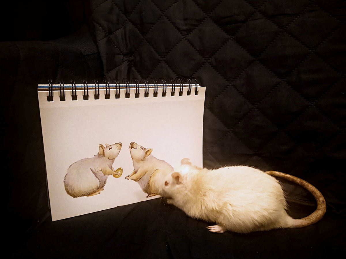 DrangeluLu's tweet photo. OCTOBER 🍂🍁🎃🌰🍄🕯🐁
Sharing this lirl drawing with Brisby🐀
Thank you @thebeanbaguette for hosting the #rattober
Day One #goodrat

#rattober2022 #ratartist #cuterats #rodents #roedores #sketchbook #copicmarkers #petrats https://t.co/RZRMNyI0e7