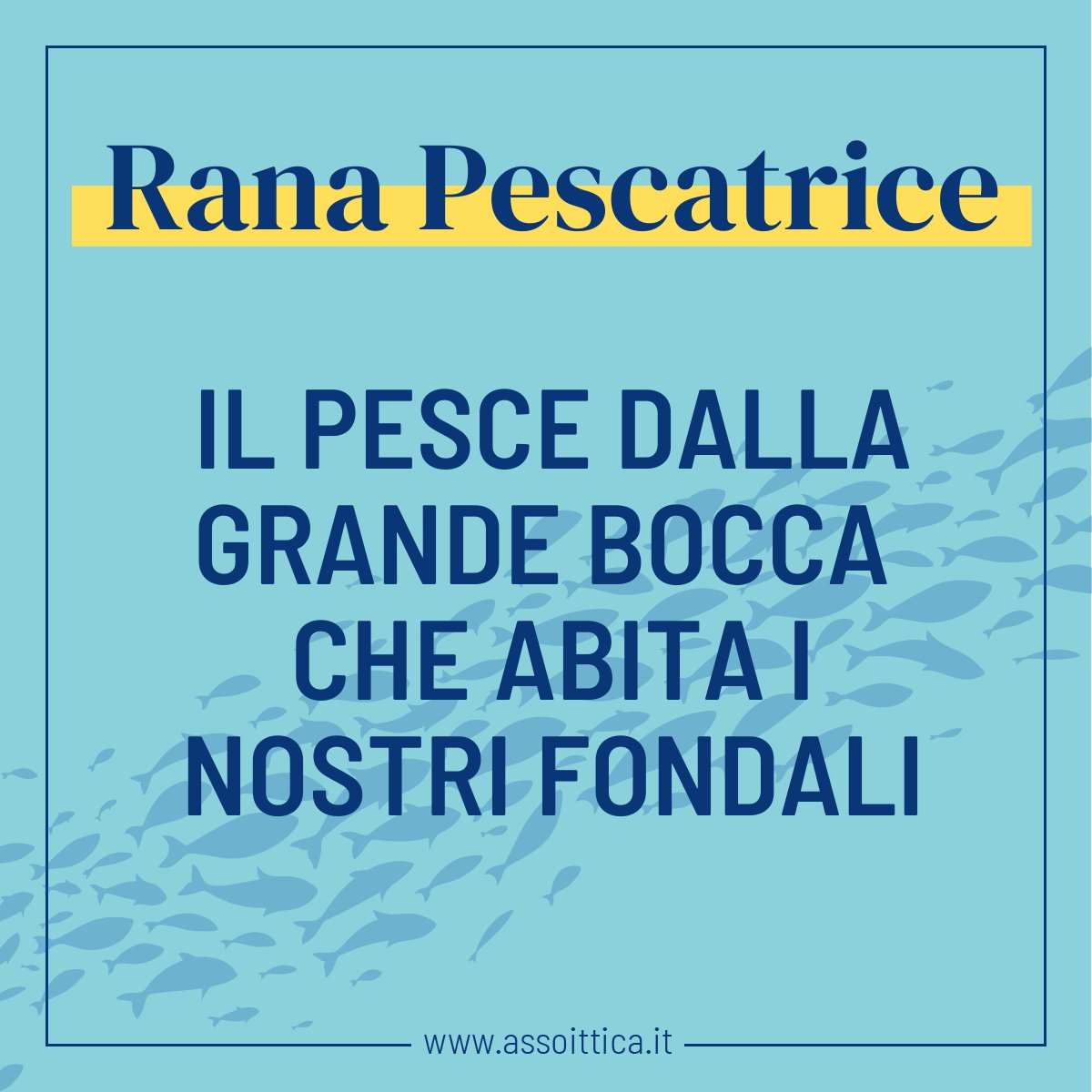 Assoittica's tweet photo. La #ranapescatrice, Lophius piscatorius, comune in Italia e in tutti gli oceani, può raggiungere i 30kg per un 1,5m di lunghezza. La sua carne è molto soda e apprezzata, con un buon apporto di grassi (7,5%) e un ottimo contenuto di proteine (23,2%) ➡️ https://t.co/pZF9MwiWgH https://t.co/GHMXcLBv4Z