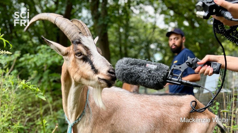 Caption this photo!

📸: SciFri producer <a target='_blank' href='http://twitter.com/RashaAridi'>@RashaAridi</a> interviews Skittles the goat, 2019’s 5th place runner-up at the Riverside Park G.O.A.T. (Greatest Of All Time) Awards. <a target='_blank' href='http://twitter.com/RiversideParkNY'>@RiversideParkNY</a>'s Marcus Caceres looks on. 
Photo by: <a target='_blank' href='http://twitter.com/MackenzieMtn'>@MackenzieMtn</a>.

<a target='_blank' href='https://t.co/GSDtSQcnKC'>https://t.co/GSDtSQcnKC</a> <a target='_blank' href='https://t.co/A98YRBKXs7'>https://t.co/A98YRBKXs7</a>