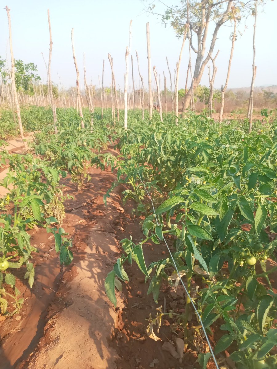thefarmingkid's tweet photo. #ZedTwitter
My ka small garden is ready for orders yall .... https://t.co/tMfmjLR7h5