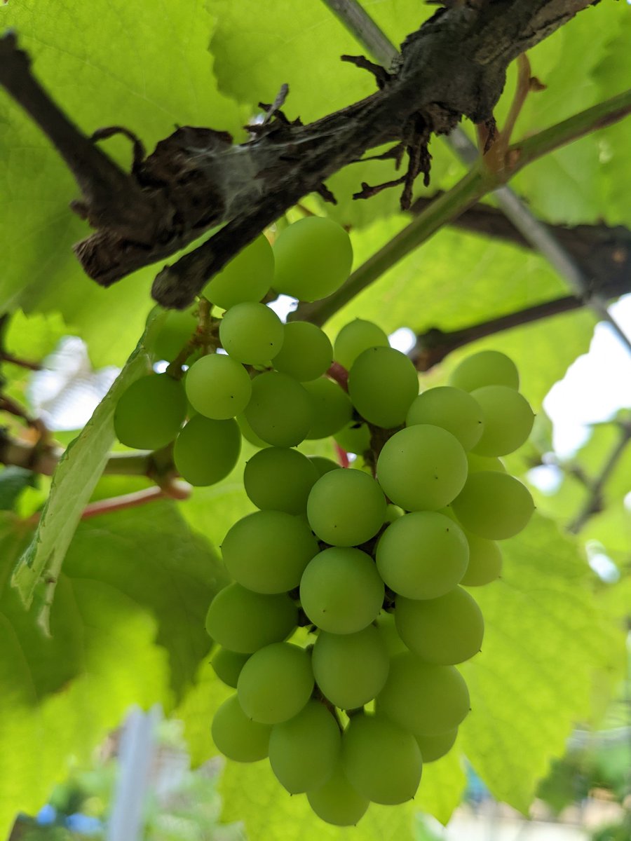 SreerajRamesh's tweet image. 📸 #pixel6a