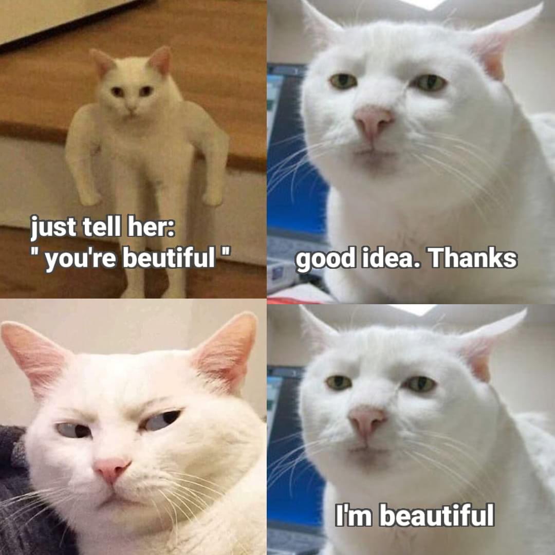 DoseOfCatto's tweet photo. How meow flirts. https://t.co/obHrR39e9I