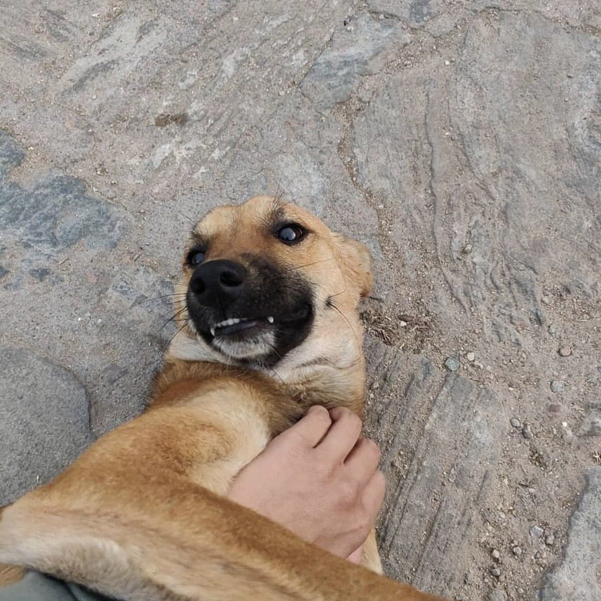 Street Dogs Of India tweet media