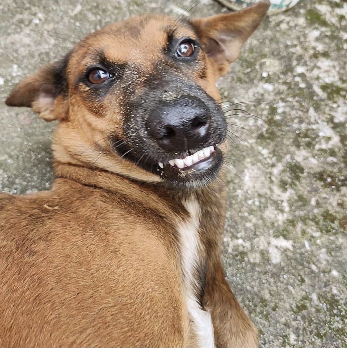 Street Dogs Of India tweet media