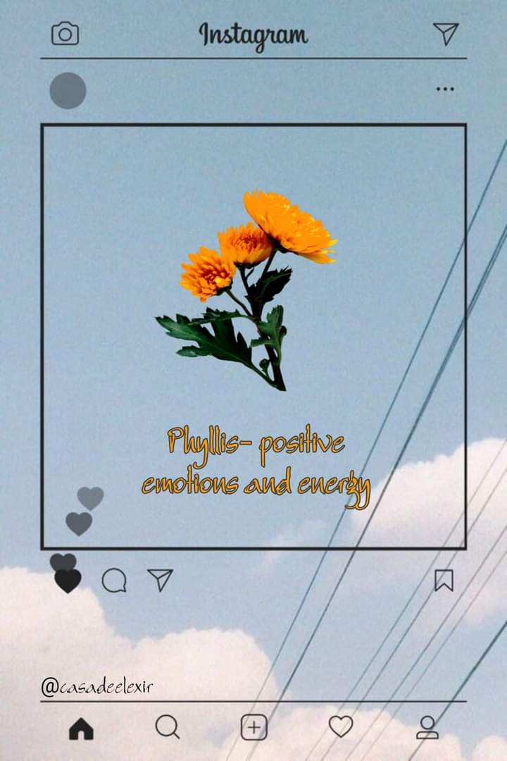 ItElxr's tweet photo. Flower Power! 

Flowers are like friends; They bring color to your world💖

#octobervibes 
#CasaAsOne https://t.co/YSy4Kj4WOQ