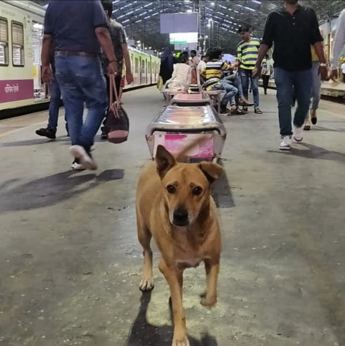 Street Dogs Of India tweet media