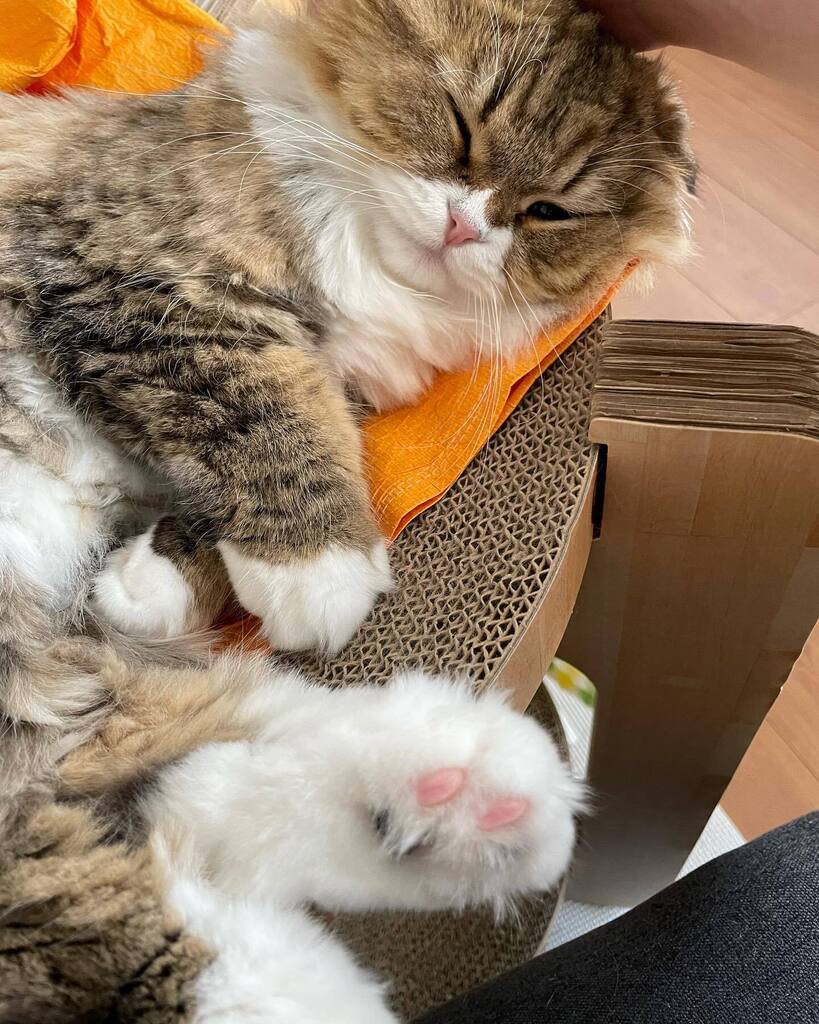 お昼寝ココぴー 顔をもふもふ 猫好き 猫好きさんと繋がりたい 猫のいる幸せ 猫のいる暮らし 猫のいる生活 猫 ねこ ネコ ねこ部 かわいい 癒し 動物 Animal Catsoftwitter Cat Catlover 猫好き 猫好きさんと繋がりたい 猫のいる幸せ 猫のいる お昼寝ココぴー 顔をもふもふ 猫好き 猫好きさんと繋がりたい 猫のいる幸せ 猫のいる暮らし 猫のいる生活 猫 ねこ ネコ ねこ部 かわいい 癒し 動物 Animal Catsoftwitter Cat Catlover 猫好き 猫好きさんと繋がりたい 猫のいる幸せ 猫のいる