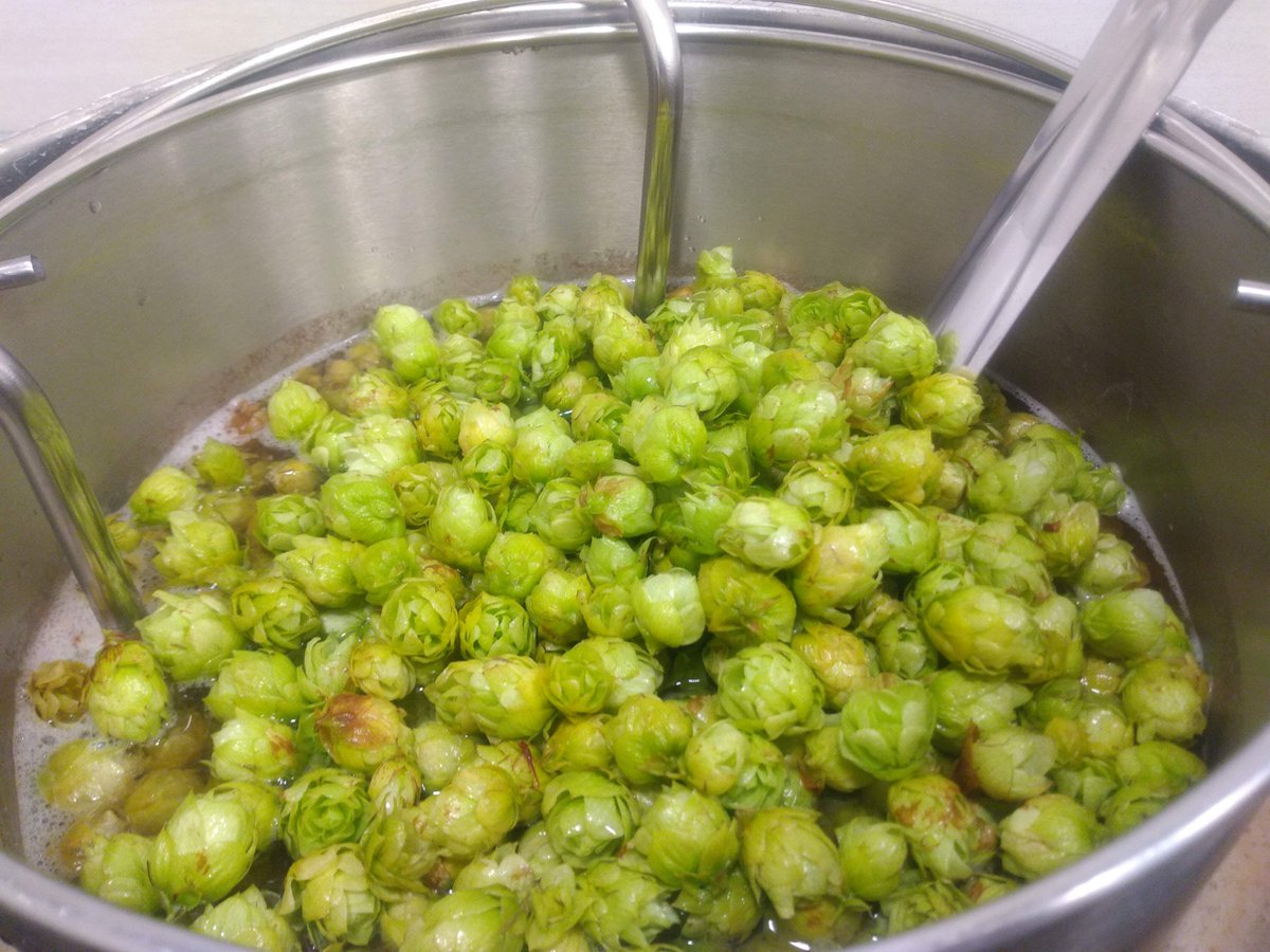 KeldlingBrew's tweet photo. Brew#141: Brewed "Bergamot'ish - Wet Hopped Fruited Mixed Fermentation" (https://t.co/nkEefsrO1U)
Prima Donna is another one of my favorite Hops - it has a Orange Marmite note.  
I added Brett and Pedioccocus to it... later some Bergamot.
#beer #homebrew #wethopped #vegan #raw https://t.co/zcI91zDnJr