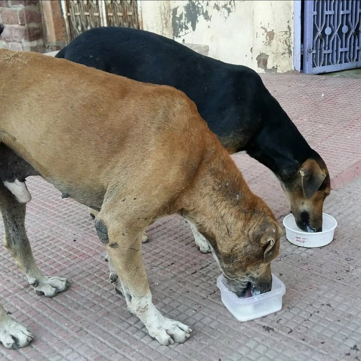 Street Dogs Of India tweet media