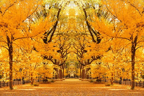 The colours of #autumn. Where will you go this October? 

📷 Central Park, midtown Manhattan, New York City🗽