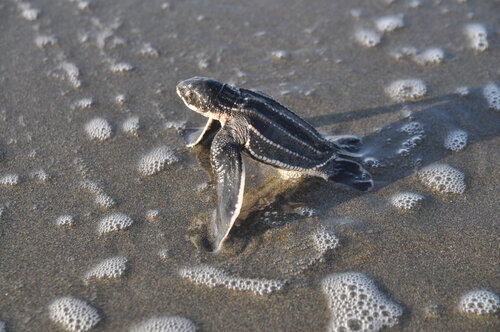 Sábado 1 octubre liberación de crías de tortugas marinas en playa Ventanilla.  18.30 horas