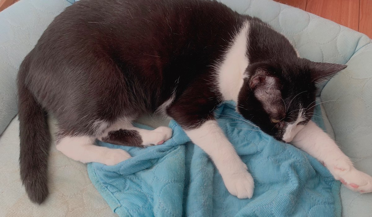 「犬の体臭と小便の匂い溢れるベッドで寝る猫 」|岩飛猫のイラスト