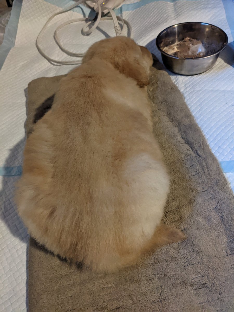 K04PB2B's tweet photo. Cleaner puppy. He's going to need several baths before we get all the dirt off him. https://t.co/PjdrTy4Af1