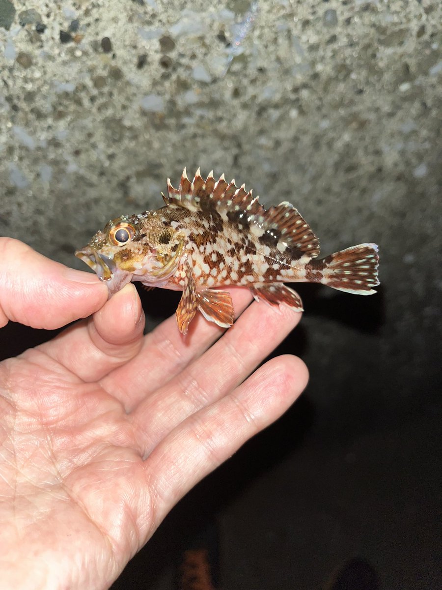 rnEUw75qGk3Dogg's tweet photo. 久々に釣り🎣
別の場所でやるも釣れず
いつもの場所で
カサゴ3
最小記録か?
#フィネッツァ #オリムピック #カサゴ #メバル #レインズ #アジアダー #22ステラ #c2000s https://t.co/84GPrnXmCR
