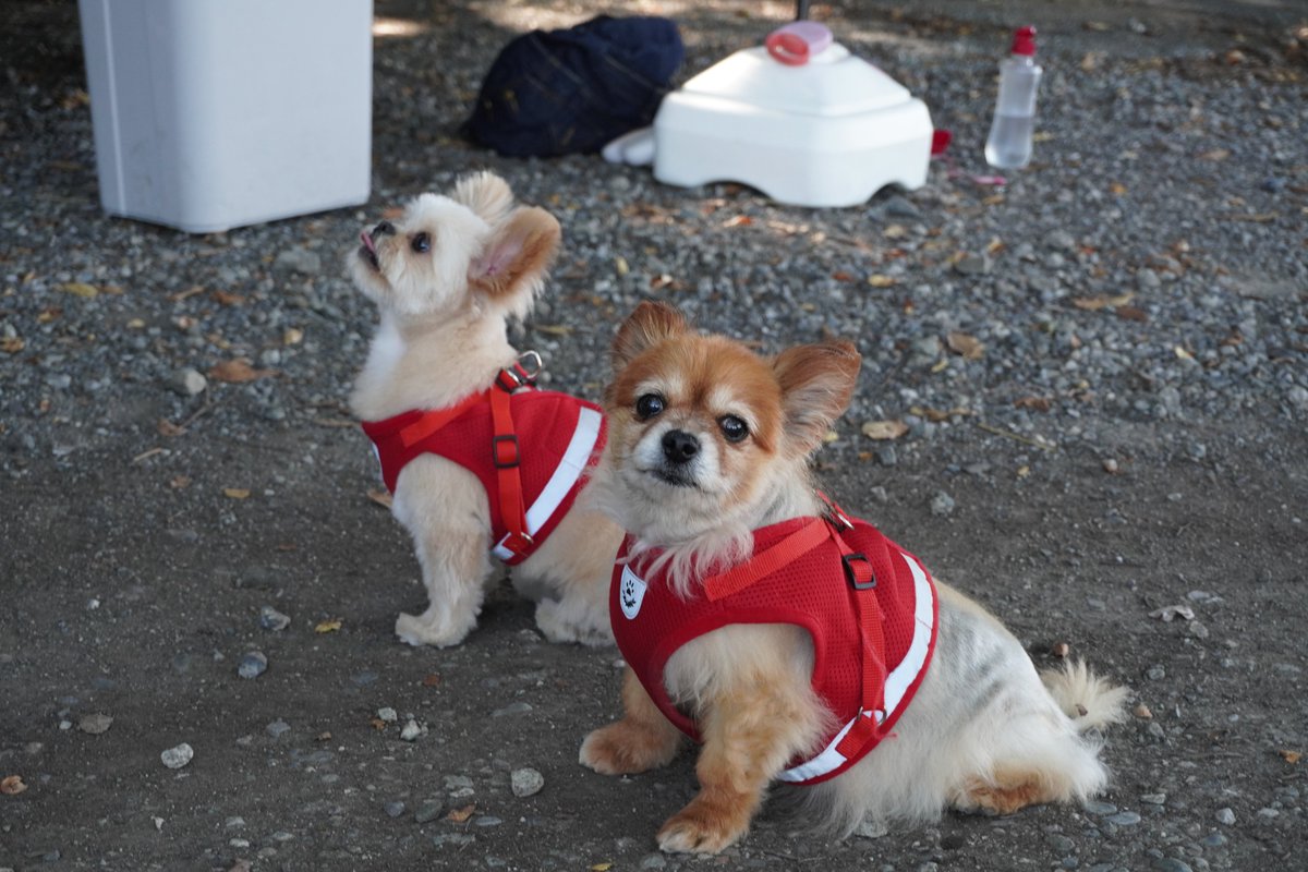 gfepnavy's tweet photo. 15時にティボディエ邸戻って来たら相変わらずら盛況で、シアターも見れて無事フィニッシュできました😉
ではハニ&ポポちゃんの写真で〆ましょう♪🤗
#ティボディエ邸
#横須賀造船所めぐり
#GOODOG
#たこ焼きてっちゃん https://t.co/SGO0xYXYZ3