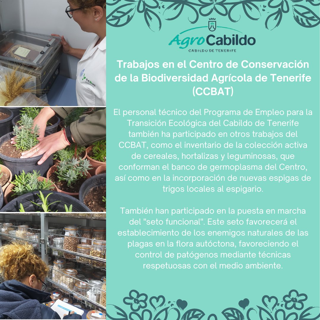 AgrocabildoTfe's tweet photo. 🌱 #CCBAT | Ampliamos las actividades desarrolladas por el personal del Proyecto de Empleo para la Transición Ecológica (#PETE) 2021.
🌾 Mostramos imágenes de los trabajos en el inventariado de cereales, hortalizas y leguminosas y de la puesta en marcha del "seto funcional". https://t.co/XJ8ZND2B2C