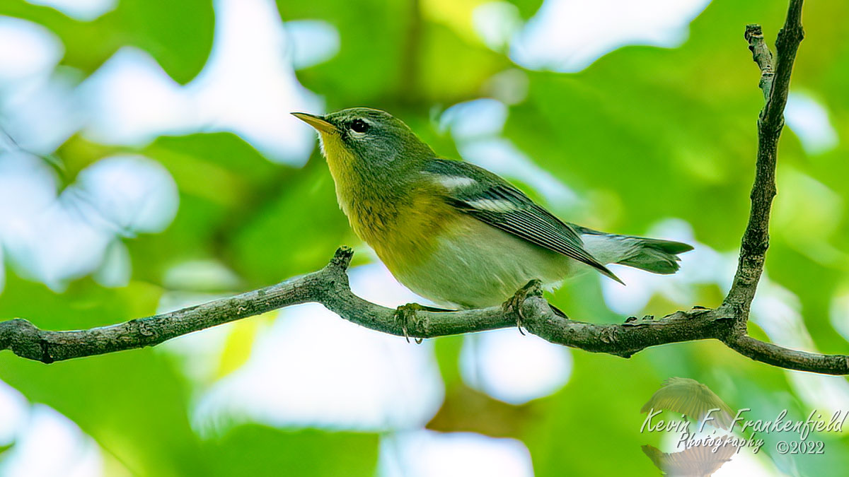 #chestnutsidedwarbler #warbler #birds #birdwatching #birdphotography #naturephotography #nature