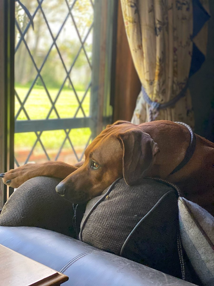 Jinny_P's tweet photo. Its a sad day, and I know it’s wrong but the grief I feel for losing my darling girl 5 months ago still overpowers any other emotion or grief I can feel, can anyone relate ? #grief #sad #missingmydog #dog https://t.co/qISofDWaaJ