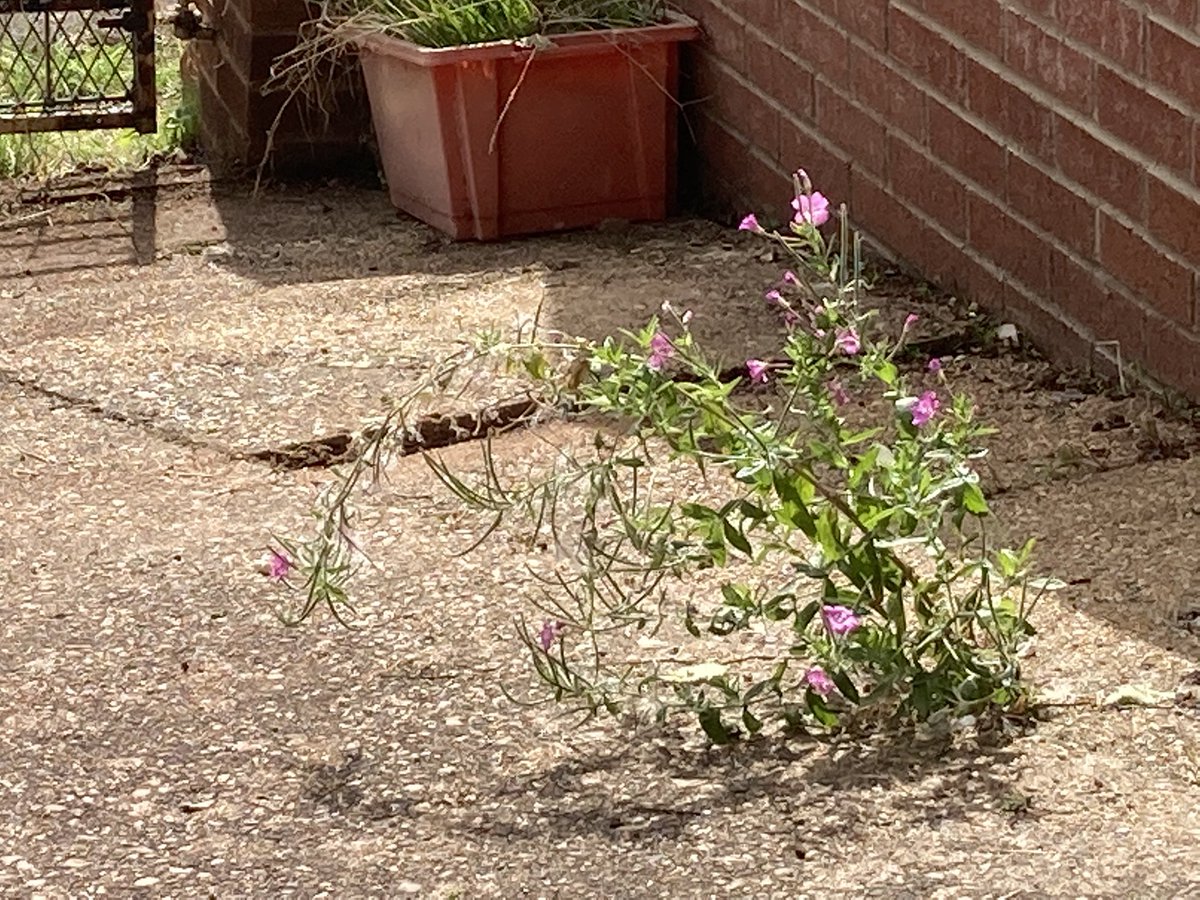 Tiding my mums back garden. Haven’t got the heart to pull this “weed”