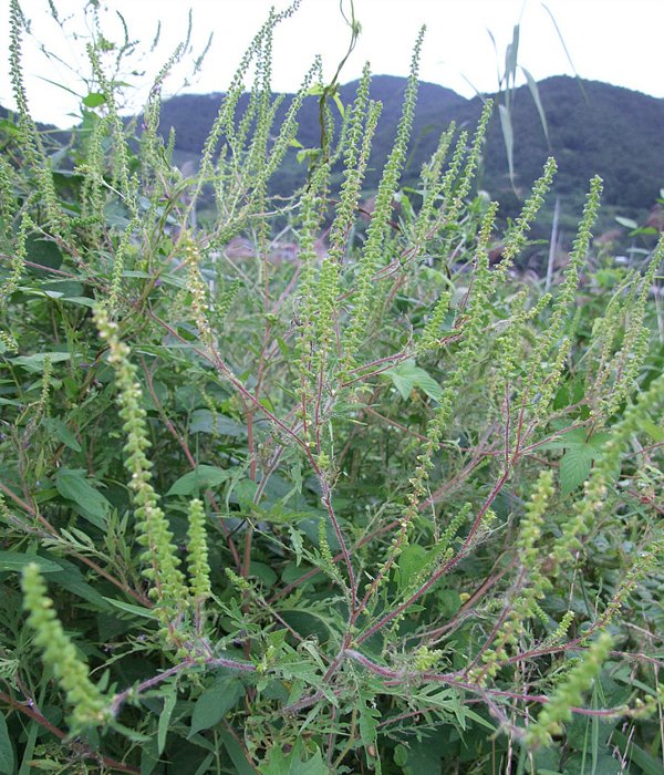 외래종 단풍잎 돼지풀!
대한민국 국회의원들을 꼭 닮았네요.
궁금하시면 검색해 보세요 !