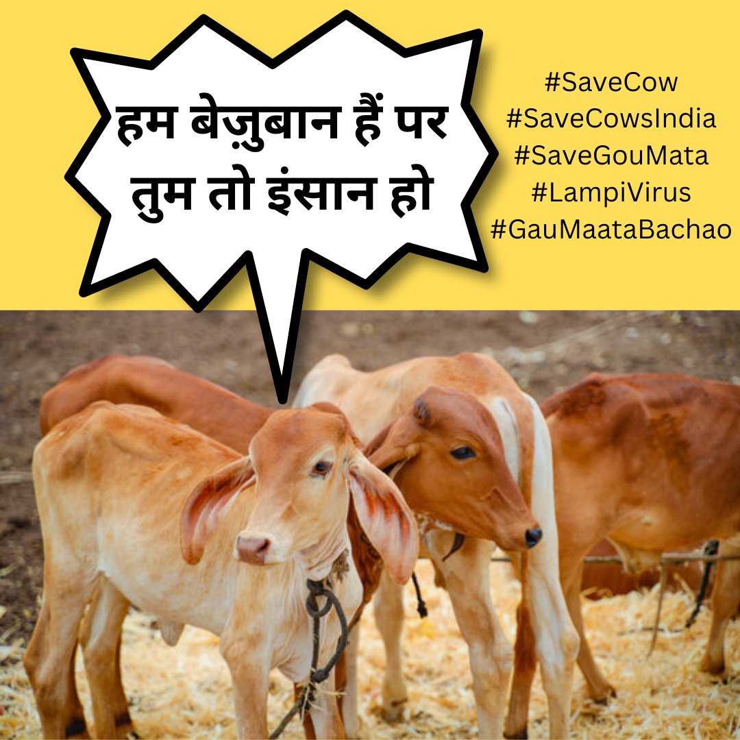बेज़ुबान जानवर अपना दर्द किसी से बयां नहीं कर सकते, इनकी तरफ भी ध्यान देने की ज़रुरत है. गायों को बचाने के लिए युद्ध स्तर पर बचाव के लिए कुछ करें @PMOIndia @BJP4India @BJP4MP @OfficeofSSC @ChouhanShivraj @drnarottammisra #SaveCowsIndia #SaveGouMata #LampiVirus #GauMaataBachao