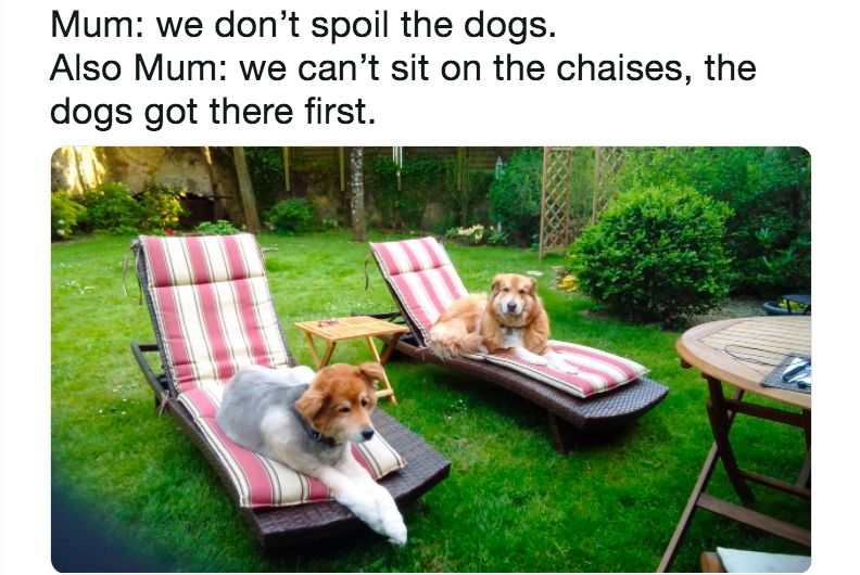 petsfamilia's tweet photo. Relatable enough? 🙂
#Memes #Viral #Trending #TrendingNews #dogsoftwitter #Dog #dogsofinstagram https://t.co/934s13H95N