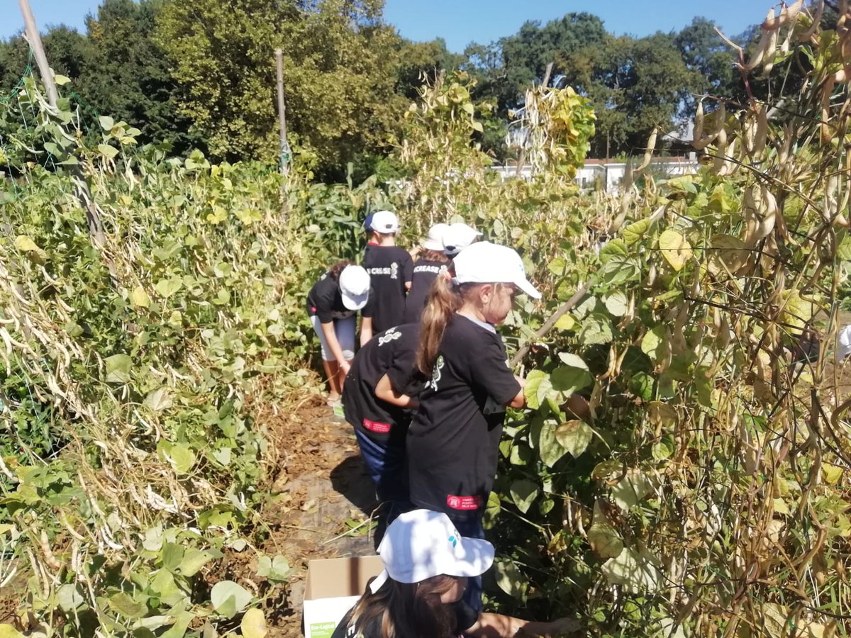 martawilton's tweet photo. Our little #citizenscientists from the @pulses_increase project were hard at work 💪harvesting + dehulling the beans we planted back in May. Their +20Kg  (😃) production will now be used to cook different delicious #legume dishes. Can´t wait to visit again! You are amazing!🤗 https://t.co/loT04fsZm7