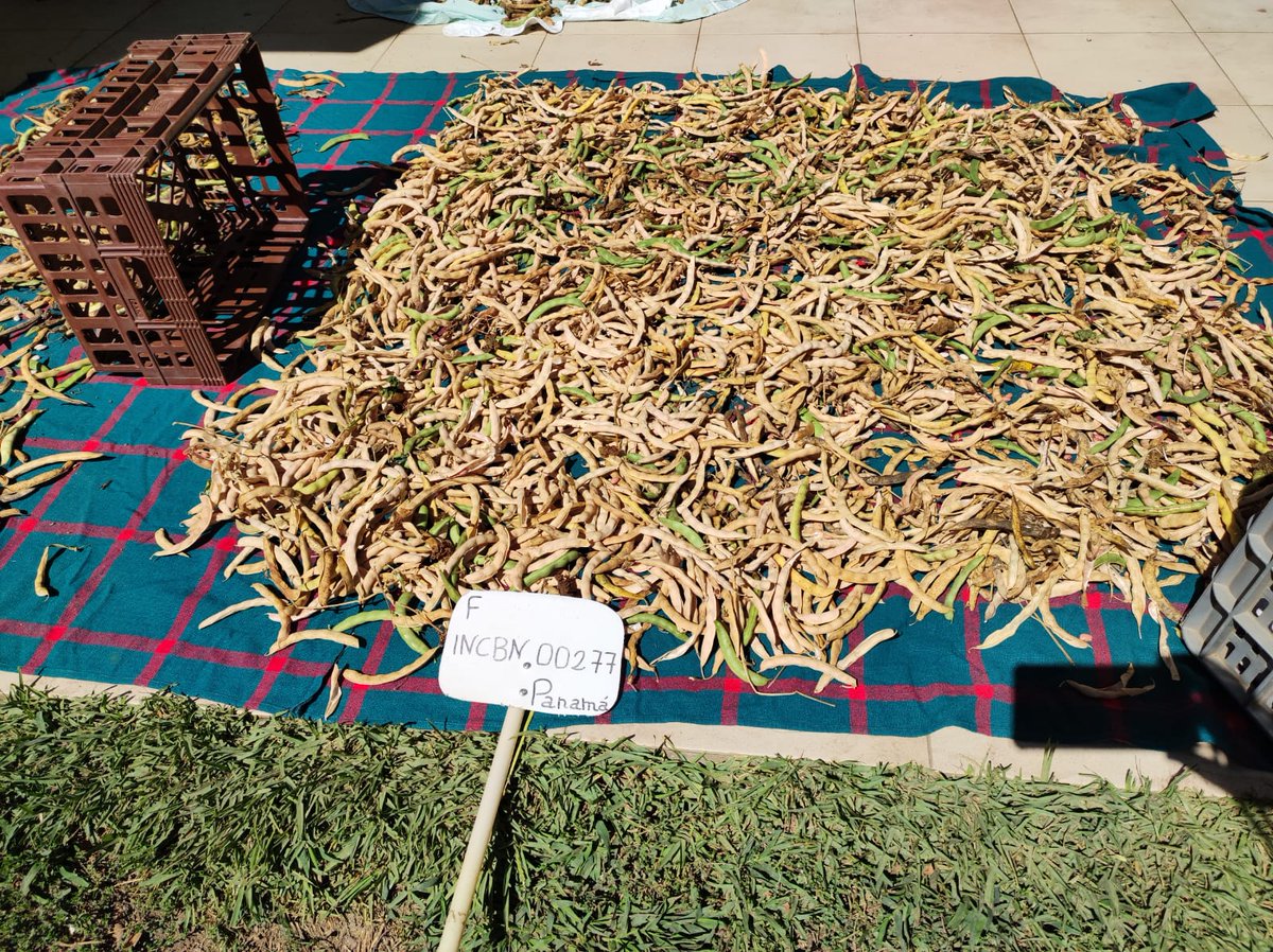 martawilton's tweet photo. Our little #citizenscientists from the @pulses_increase project were hard at work 💪harvesting + dehulling the beans we planted back in May. Their +20Kg  (😃) production will now be used to cook different delicious #legume dishes. Can´t wait to visit again! You are amazing!🤗 https://t.co/loT04fsZm7