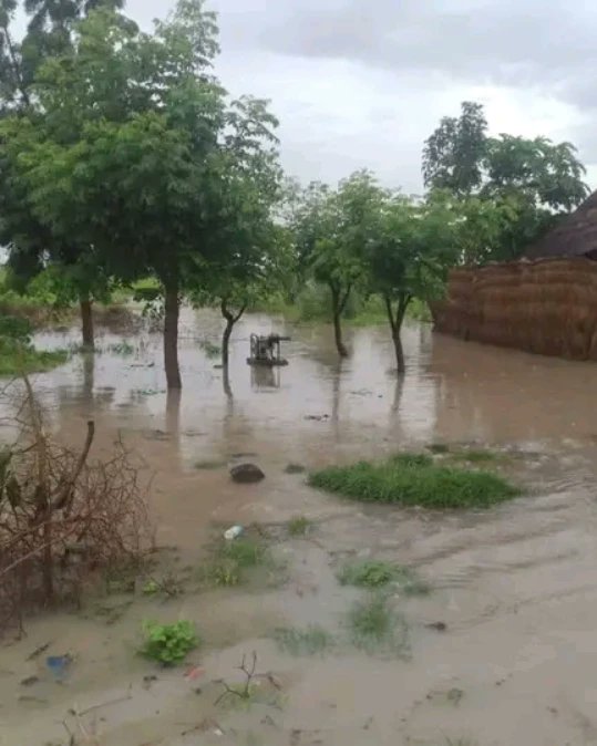 fulfulde24's tweet photo. FACCAM: No Ummaatoore findiri e Faccam Nder Hukuuma pamara Demsa Diiwal Adamawa https://t.co/yXoUZzvWij
