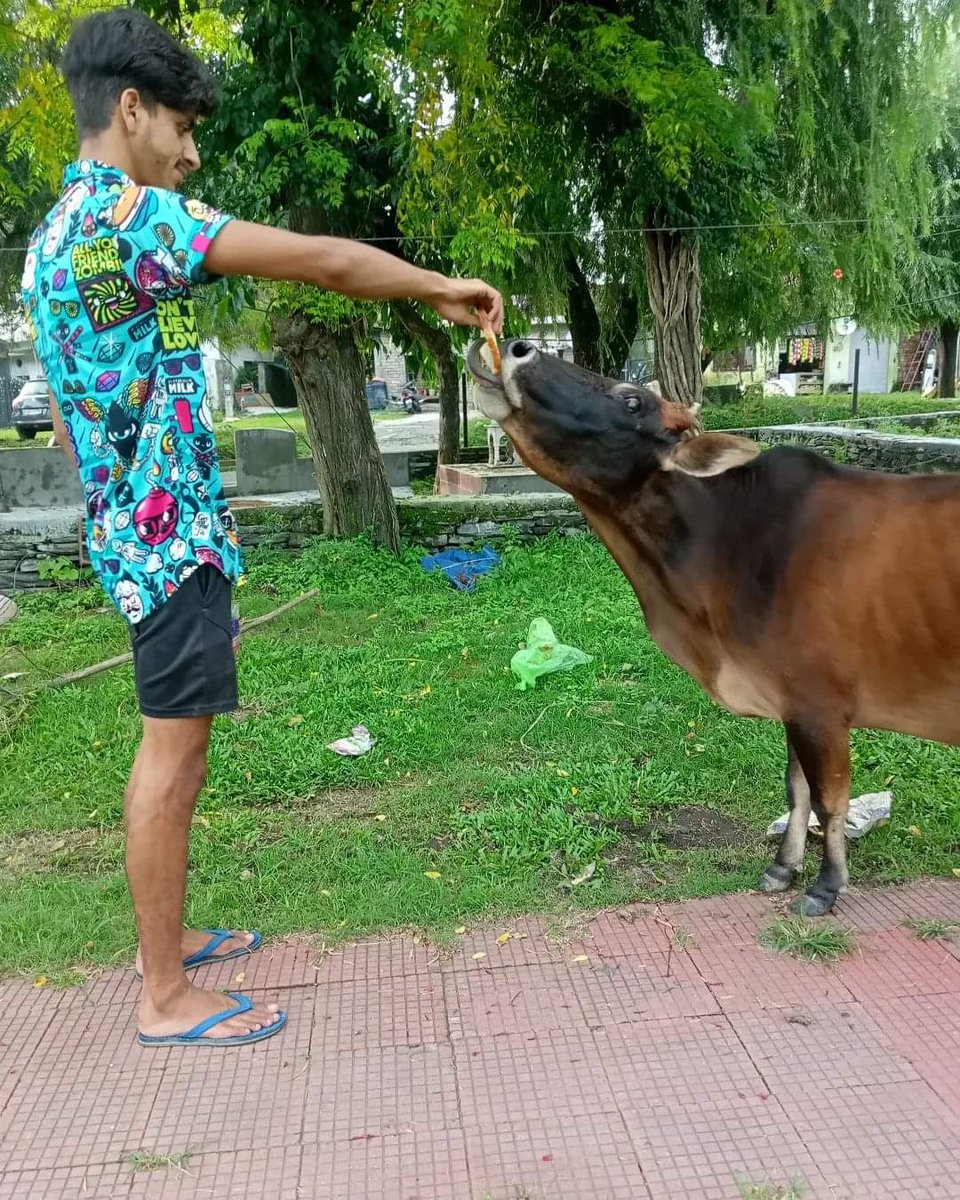 PashuHolic's tweet photo. कभी कभी बेवहज ही इन बेजुबानों 
को भी खिला करो साहब 
क्योकि। ... उन्हें ये नहीं पता की 
खाने के भी पैसे लगते हे 
@PashuHolic @ajayshrmma @animallover @savestraysanimals https://t.co/VyGQiyTBjs