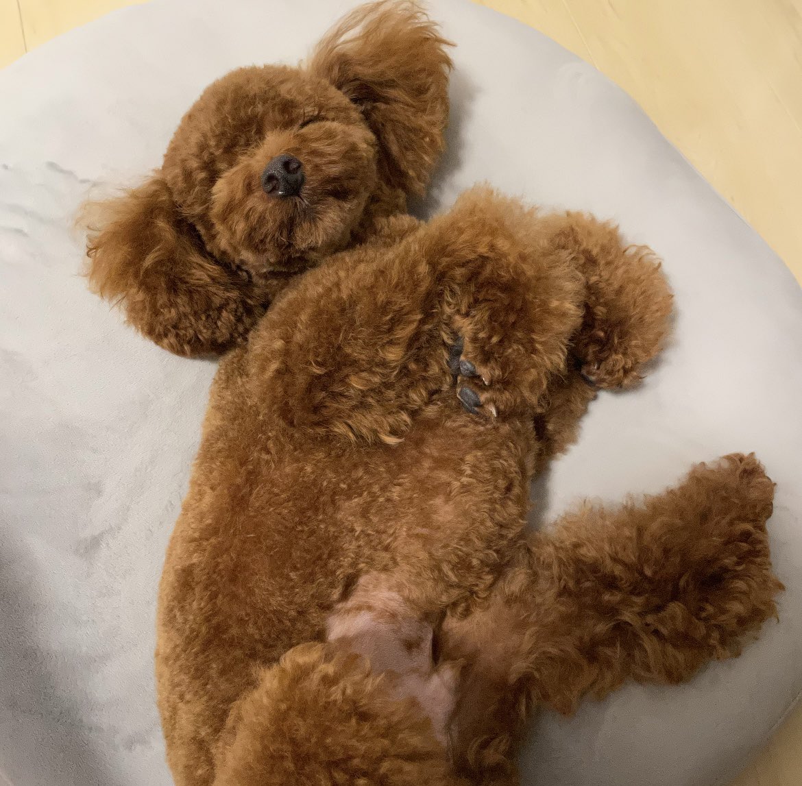 __01219's tweet photo. 台風🌪のなか通常運転のわが子

#tinypoodle
#タイニープードル https://t.co/jOSuTUDddv